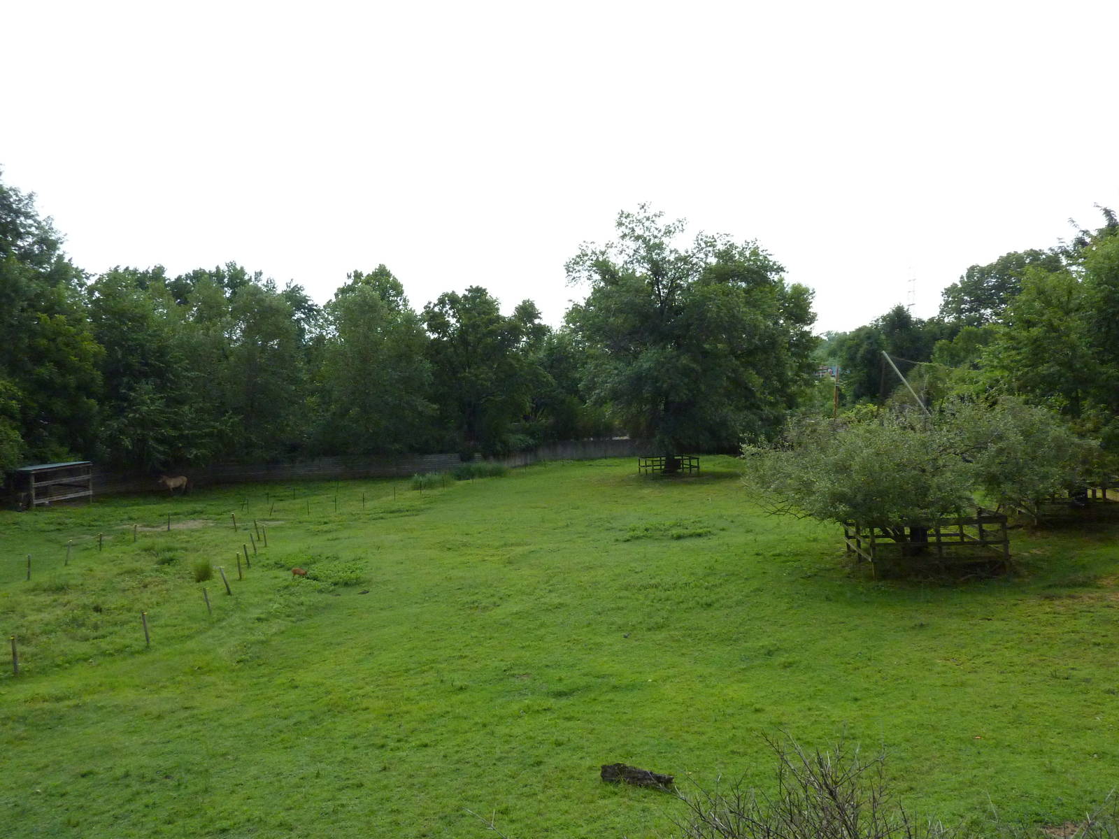 Reeves' Muntjac/Przewalski's Horse/Axis Deer Exhibit