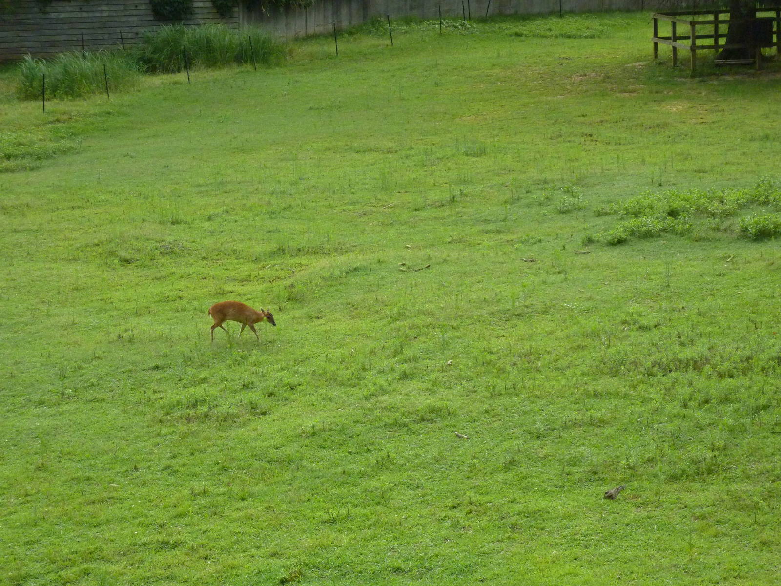 Reeves' Muntjac/Przewalski's Horse/Axis Deer Exhibit