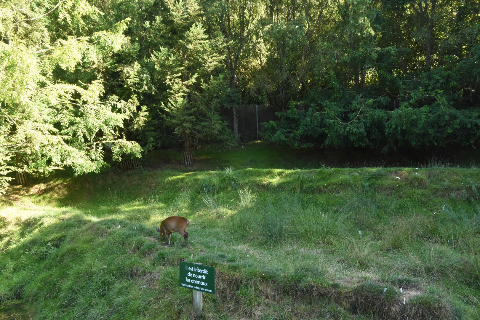 Reeves' Muntjac & Red-crowned Crane enclosure