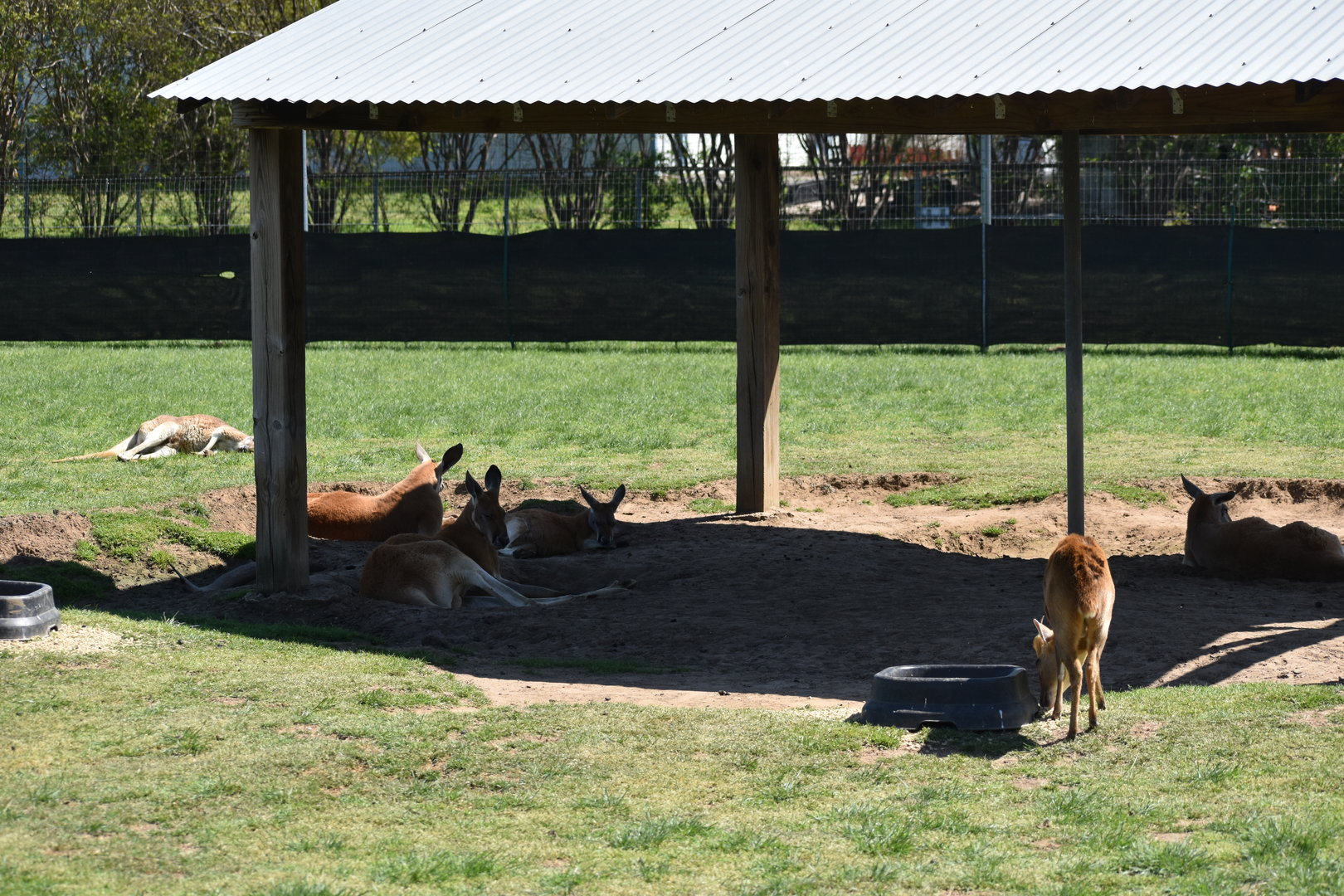 Reeve’s Muntjac + Red Kangaroo