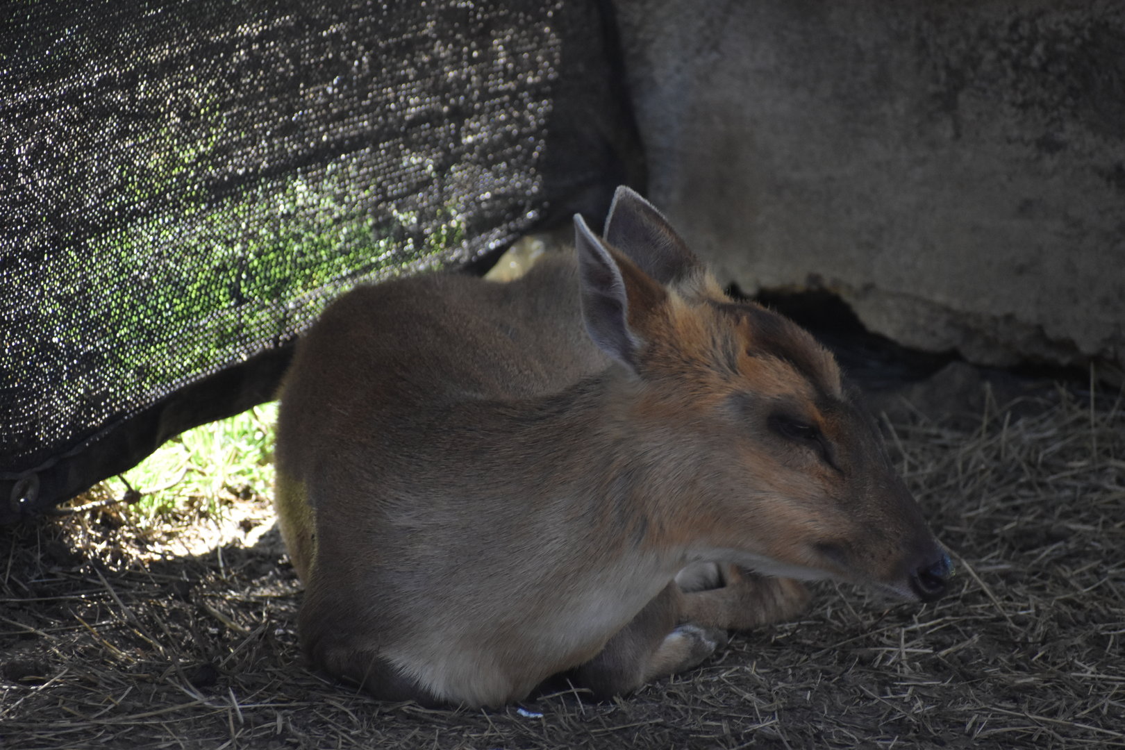 Reeve's Muntjac Resting