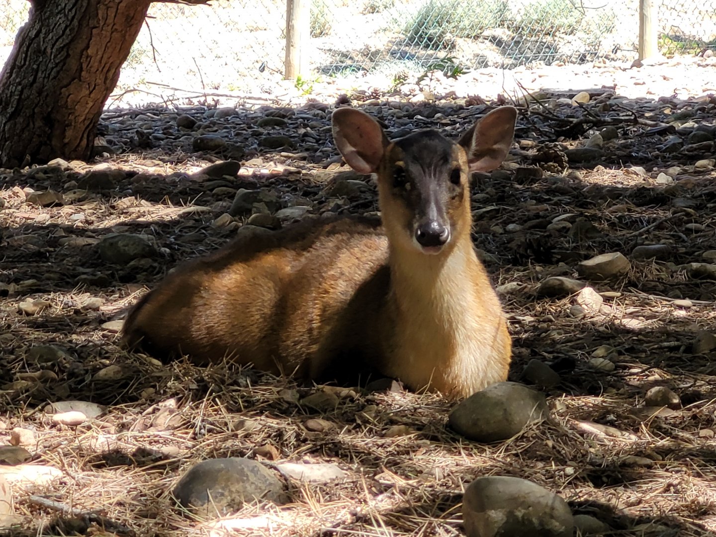 Reeves' muntjac -Sendaviva (2024)