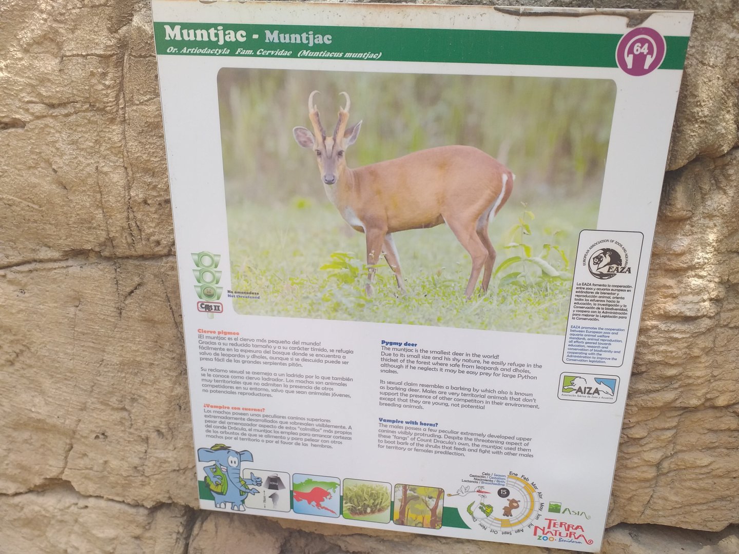 Reeve's muntjac sign -TerraNatura Benidorm (2021)