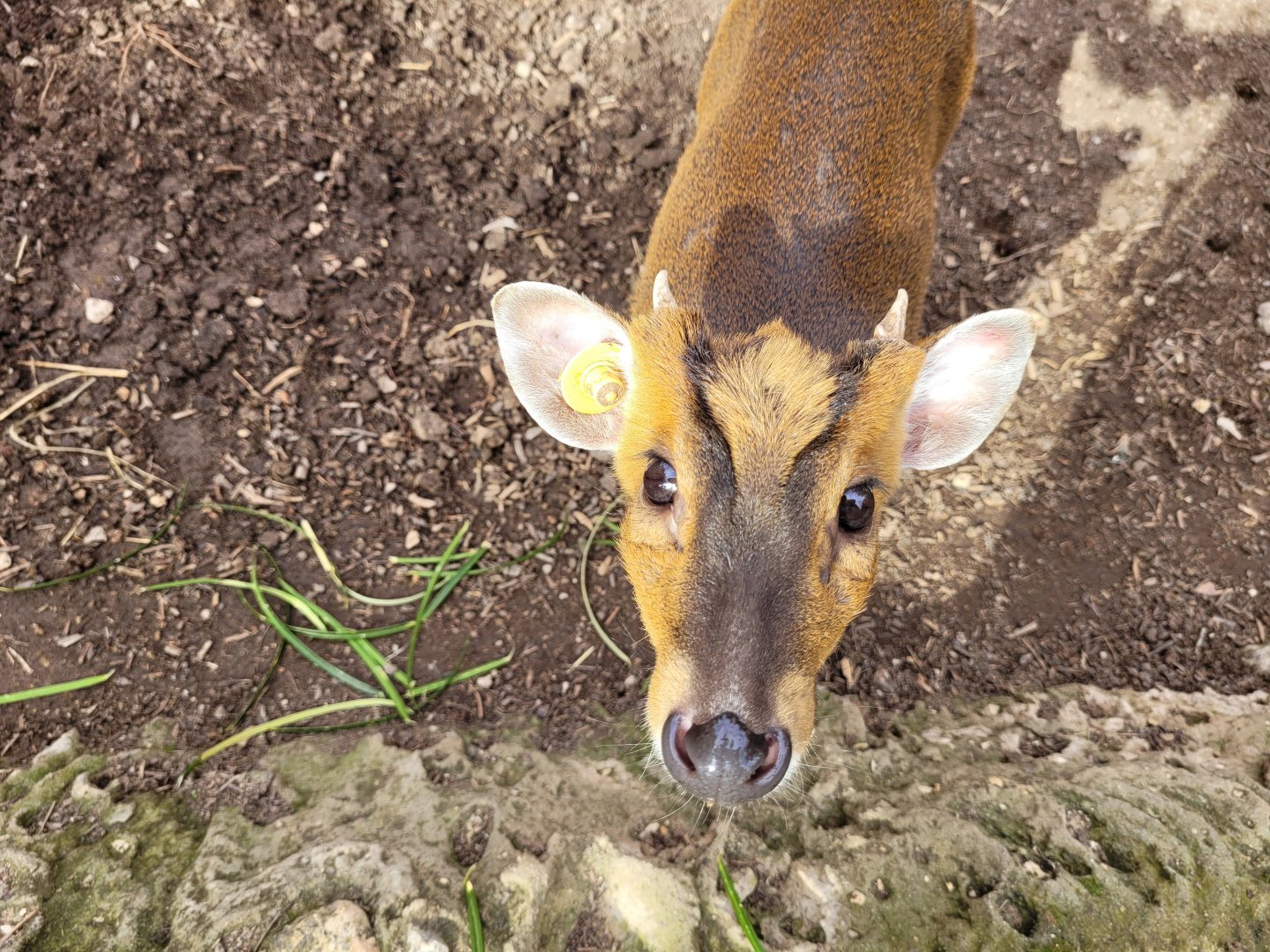 Reeve's muntjac -TerraNatura Benidorm (2022)