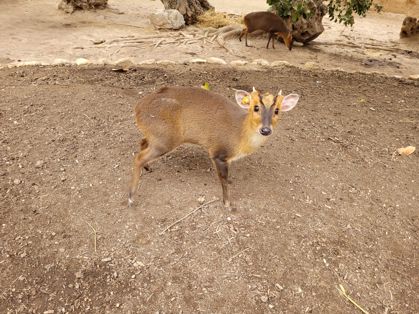 Reeve's muntjac -TerraNatura Benidorm (2022)