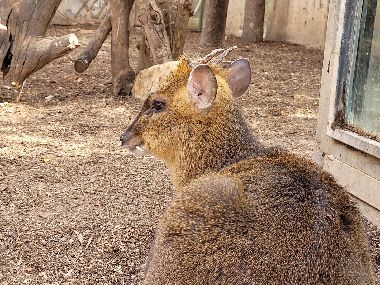 Reeve's muntjac -TerraNatura Benidorm (2022)