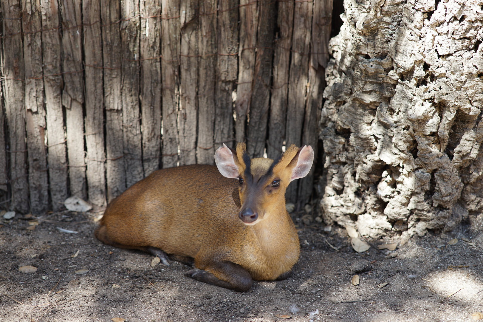 Reeves Muntjac Walkthrough, Bosque Templado