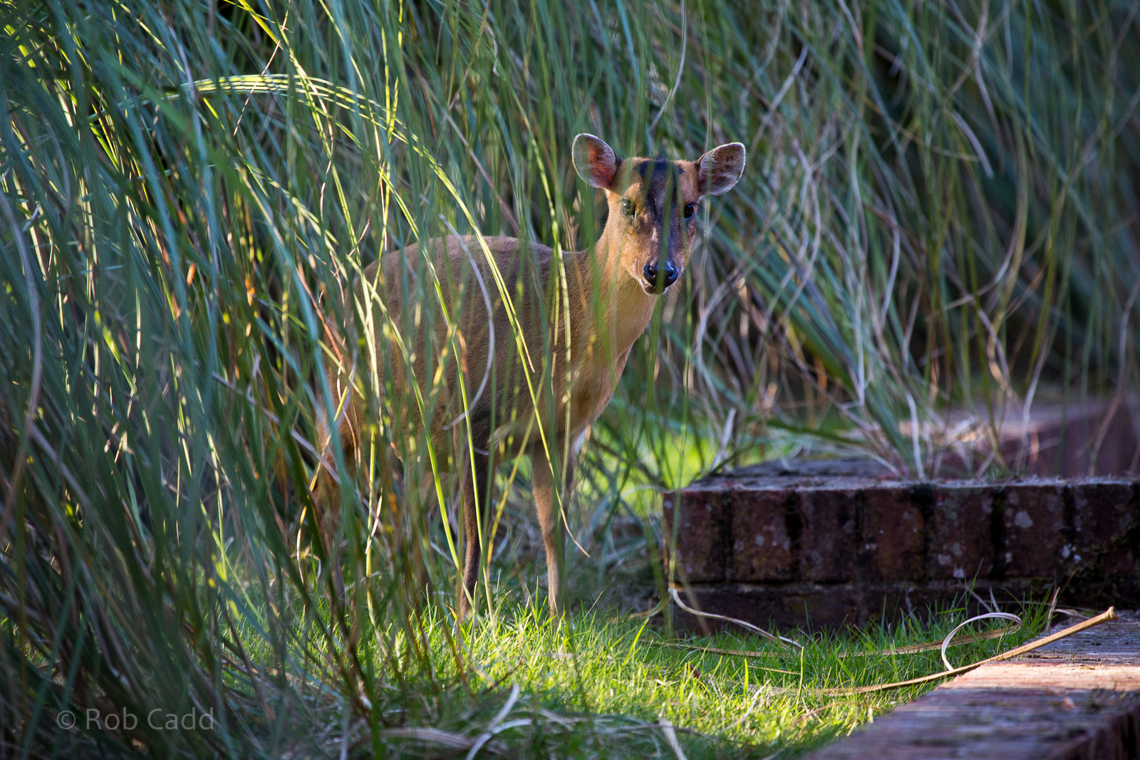 Reeves' muntjac : Whipsnade : 07 Sep 2014
