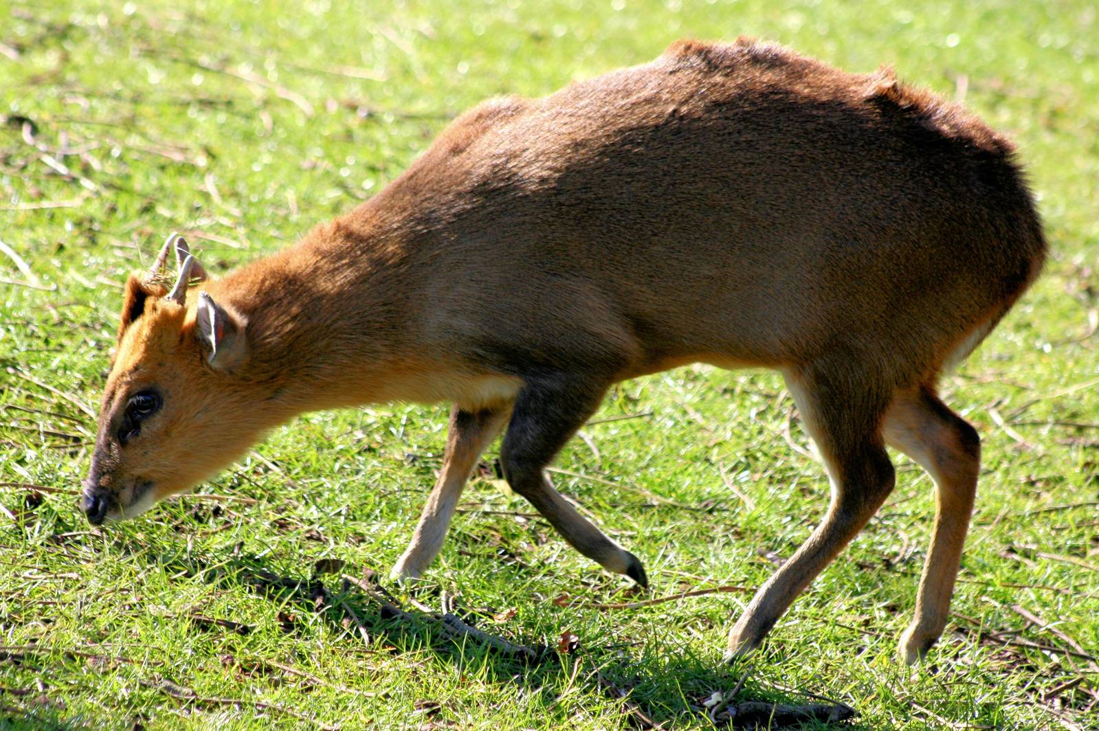 Reeves' muntjac; Whipsnade; 15th March 2014