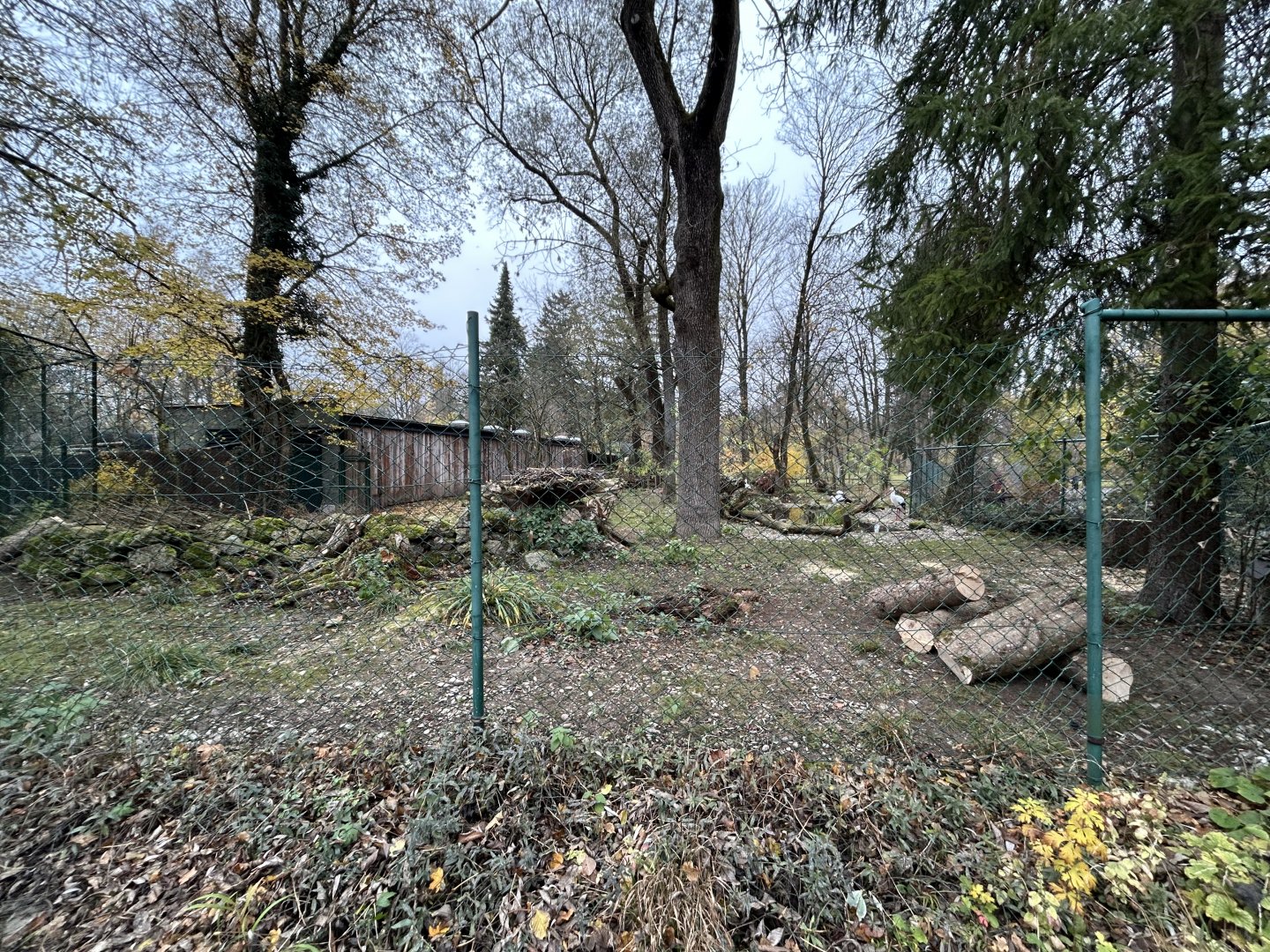 Reeve’s Muntjac & White Stork Exhibit