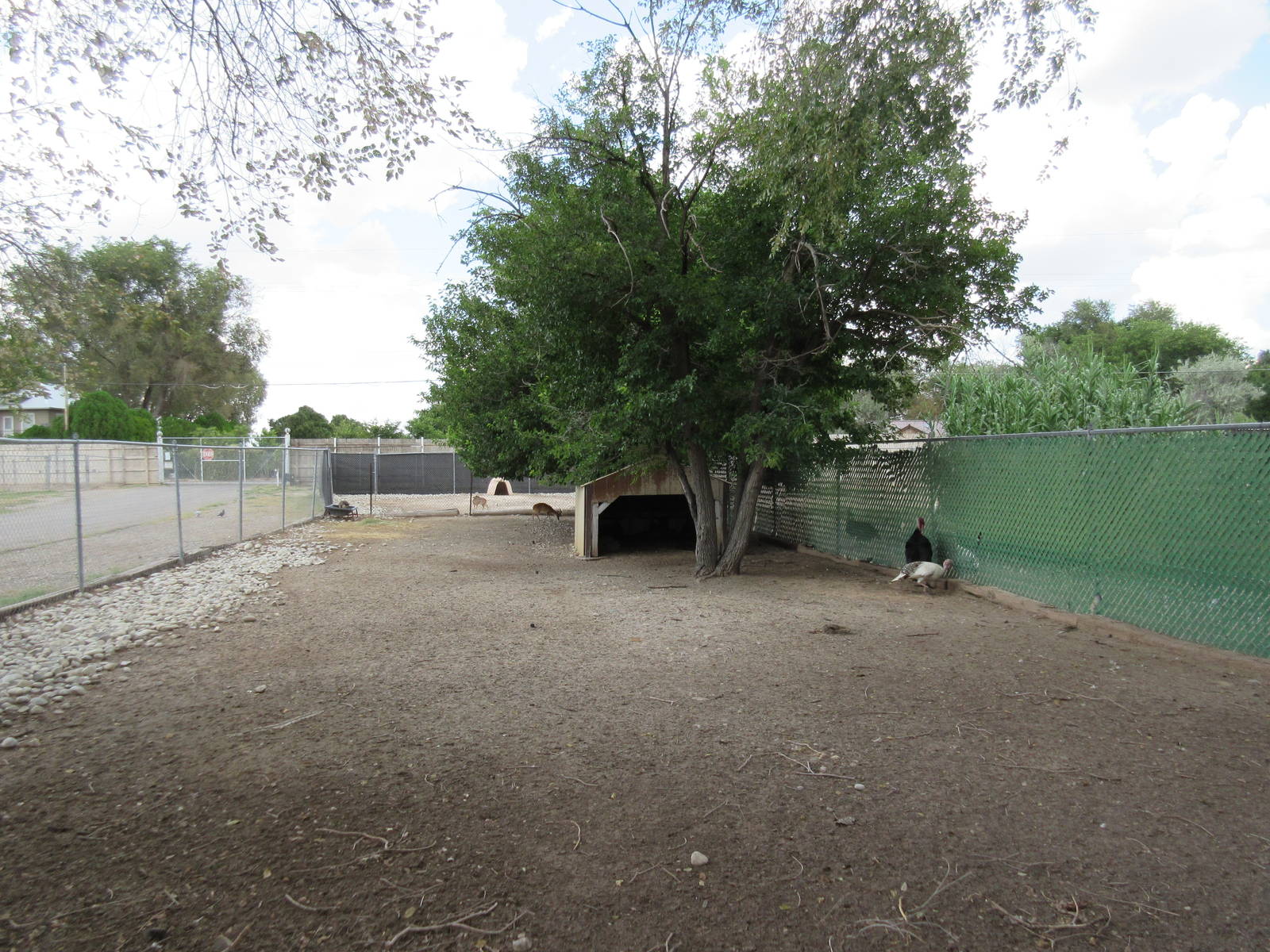 Reeve's Muntjac/Wild Turkey Exhibit