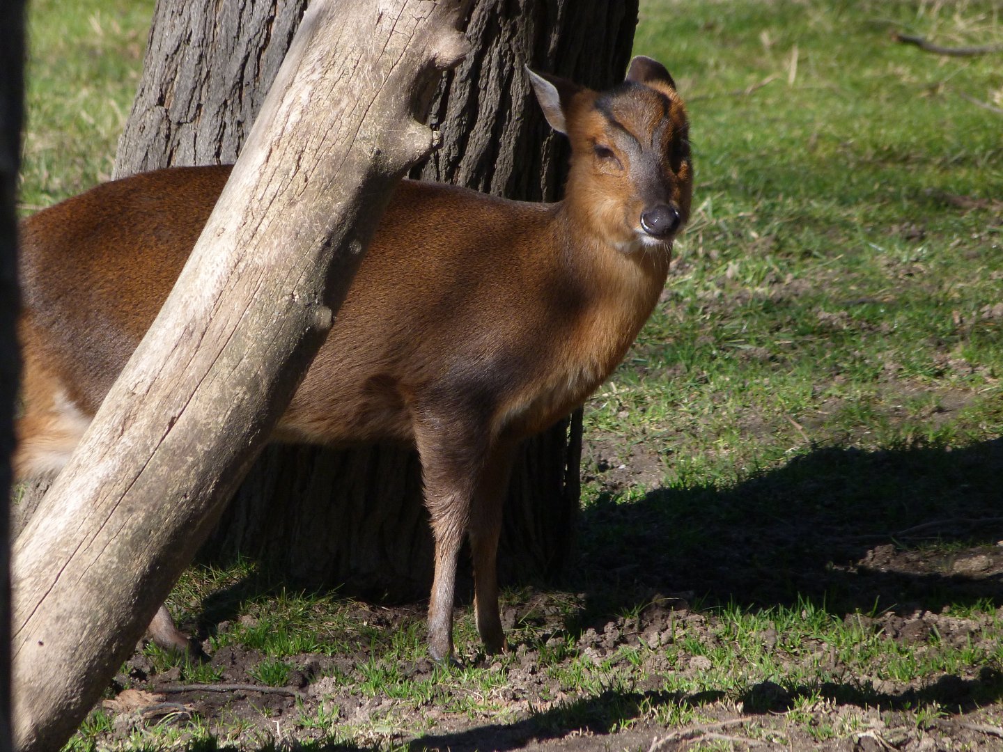 Reeves' muntjac -Zoo Aquarium de Madrid (2025)