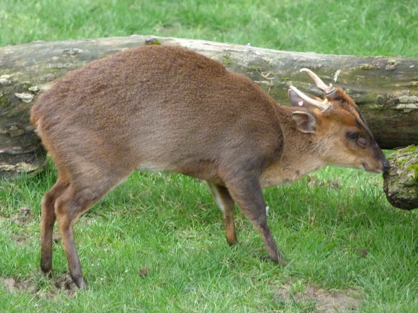 Reeves' muntjac -ZooParc de Beauval (2025)