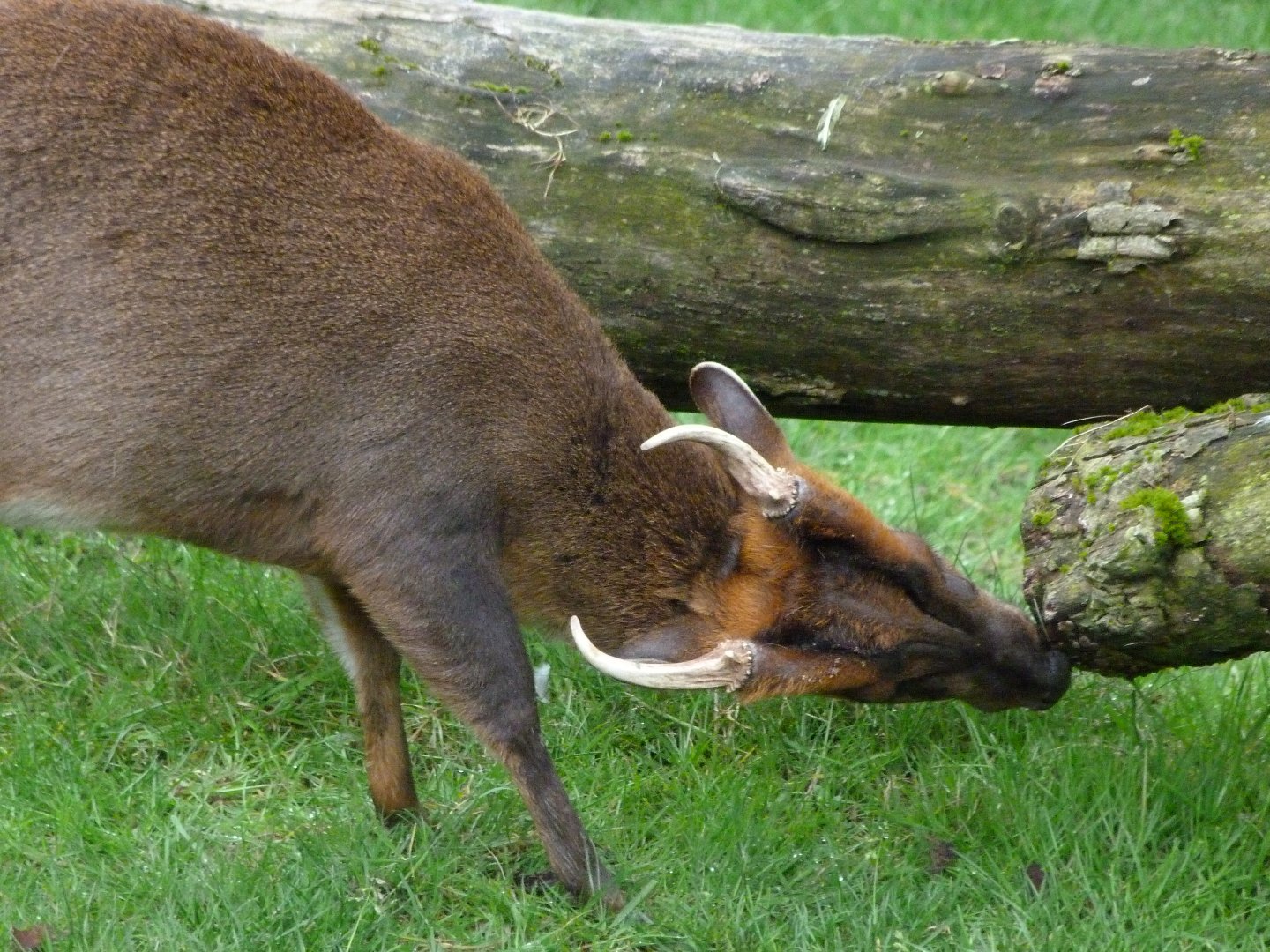 Reeves' muntjac -ZooParc de Beauval (2025)