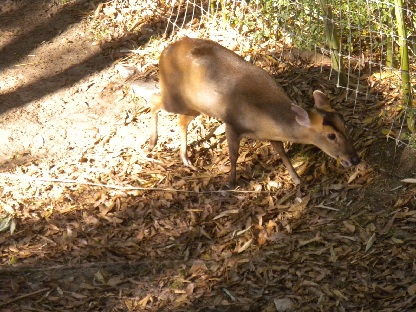 Reeve's Muntjac