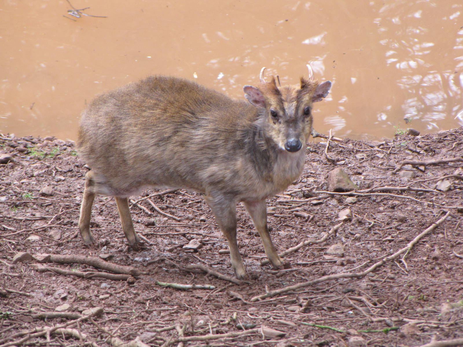 Reeves' Muntjac