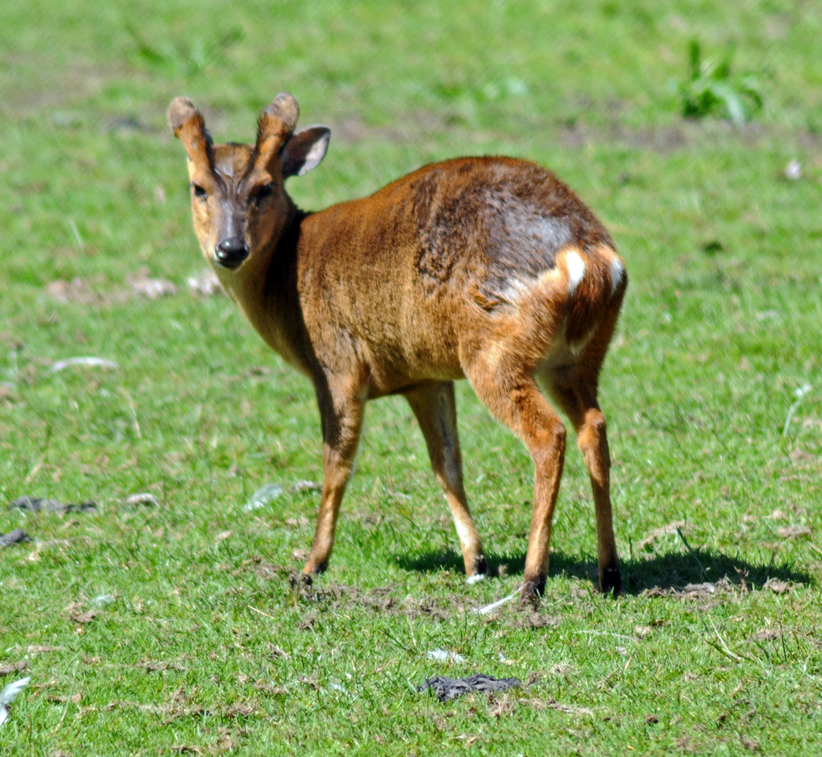 REEVES MUNTJAC