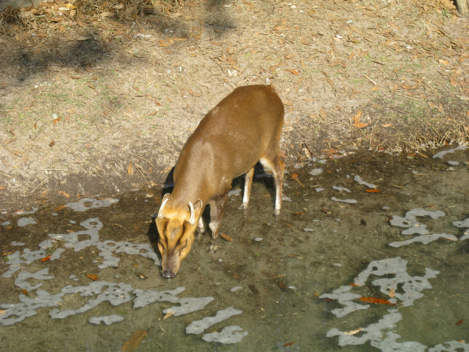 Reeve's Muntjac