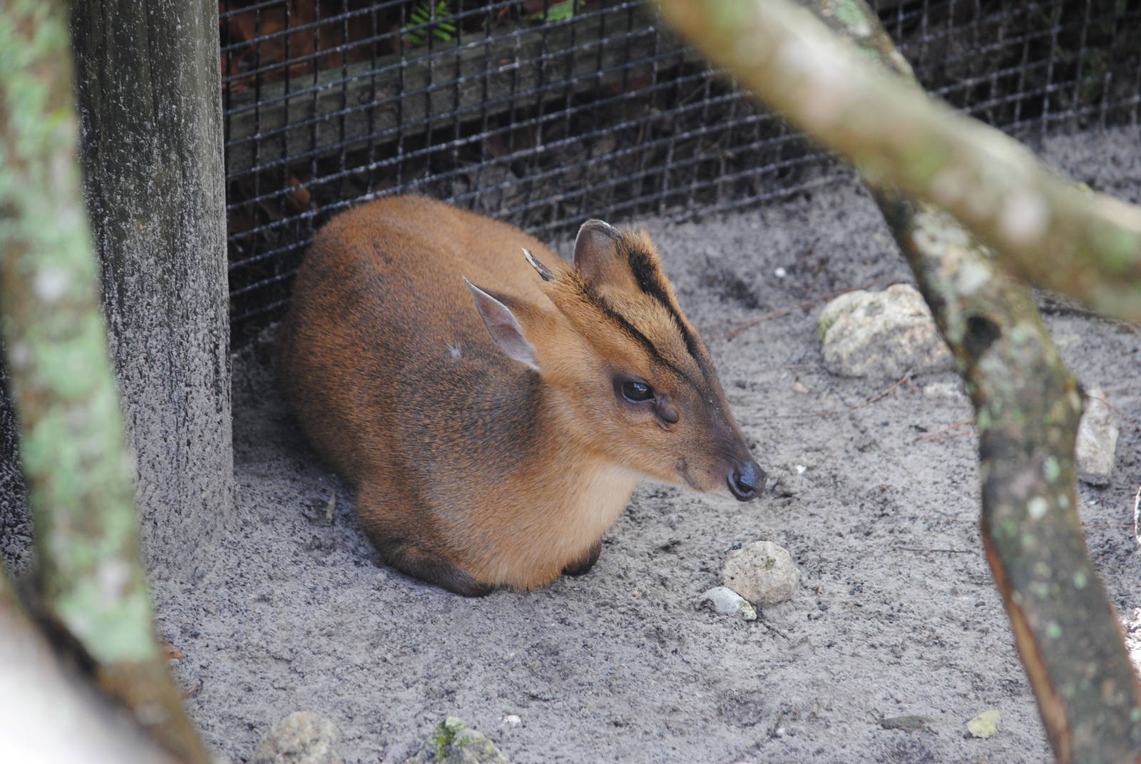 Reeve's Muntjac