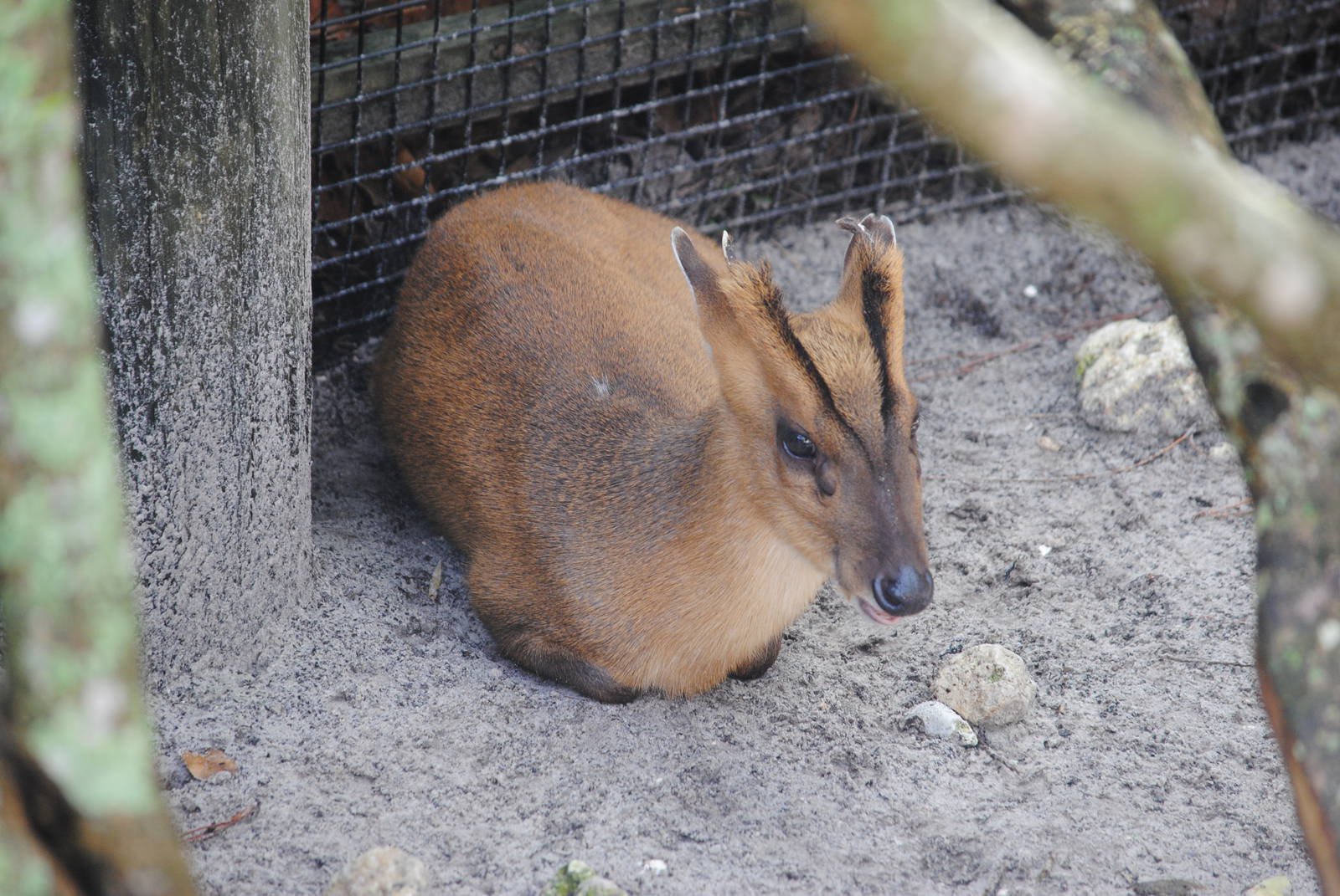 Reeve's Muntjac