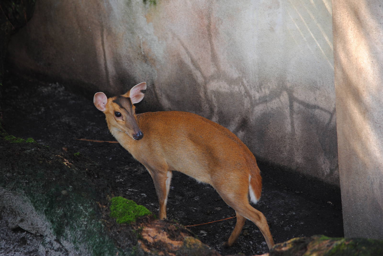 Reeve's Muntjac