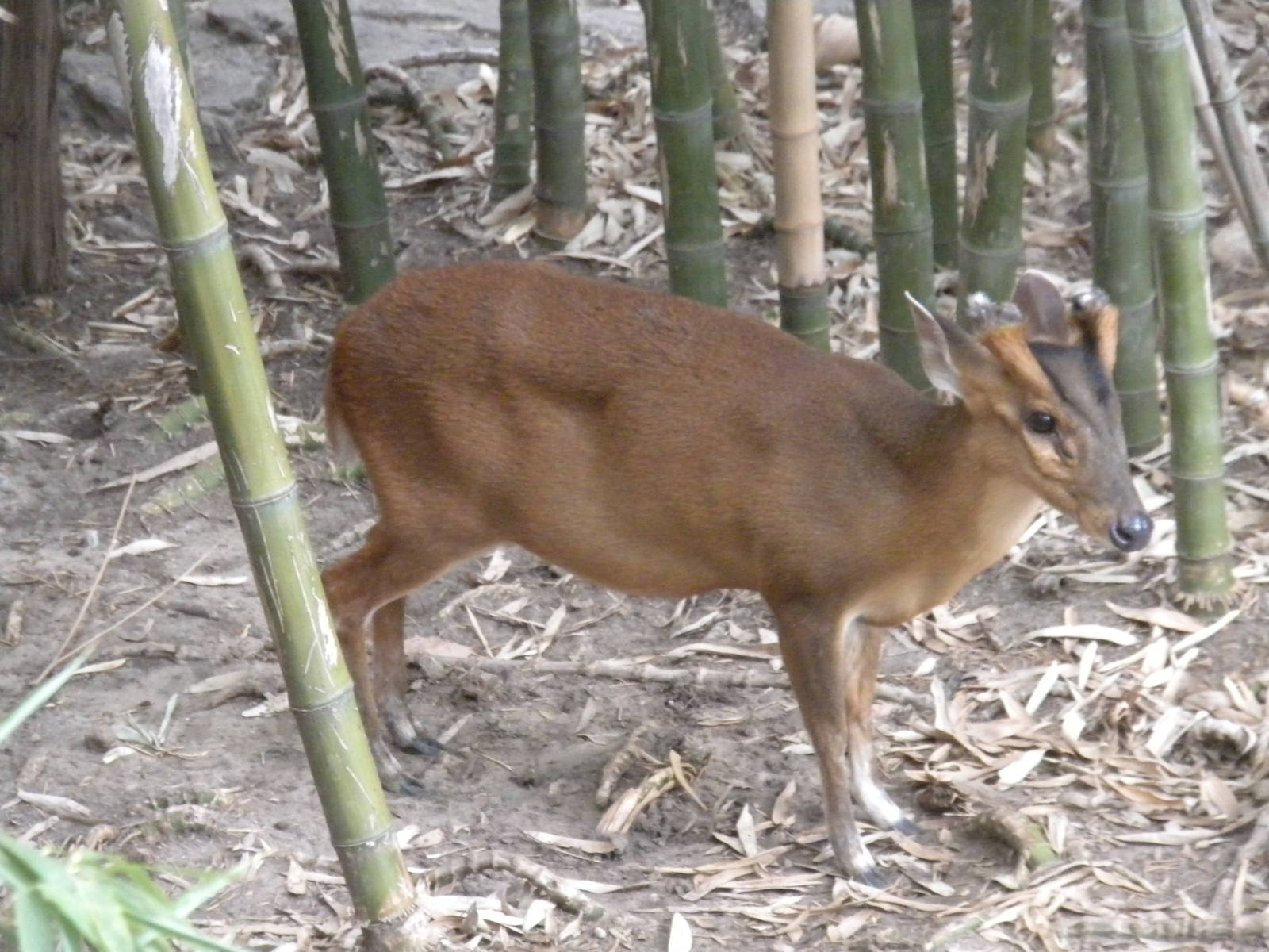 Reeve's Muntjac
