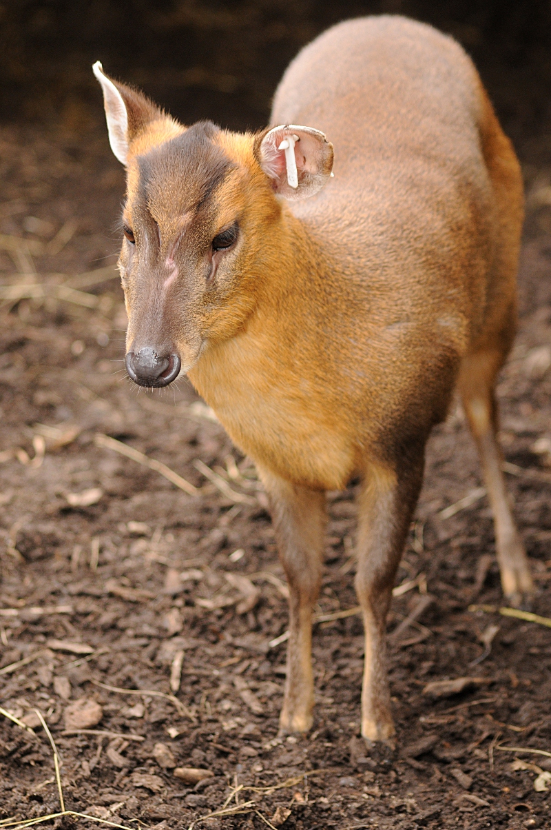 Reeve's muntjac