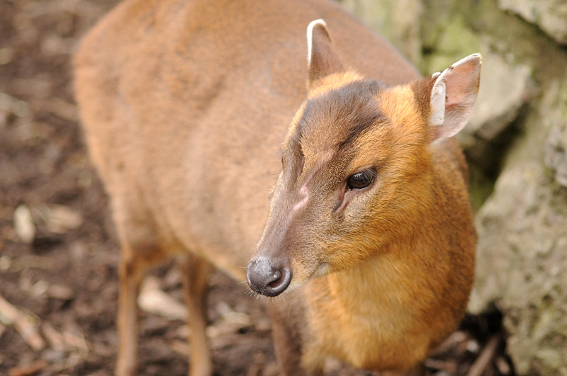 Reeve's muntjac