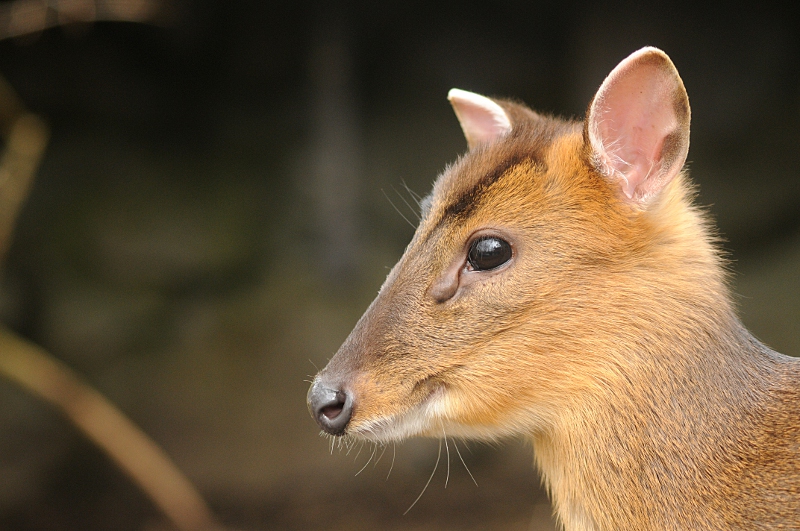 Reeve's muntjac
