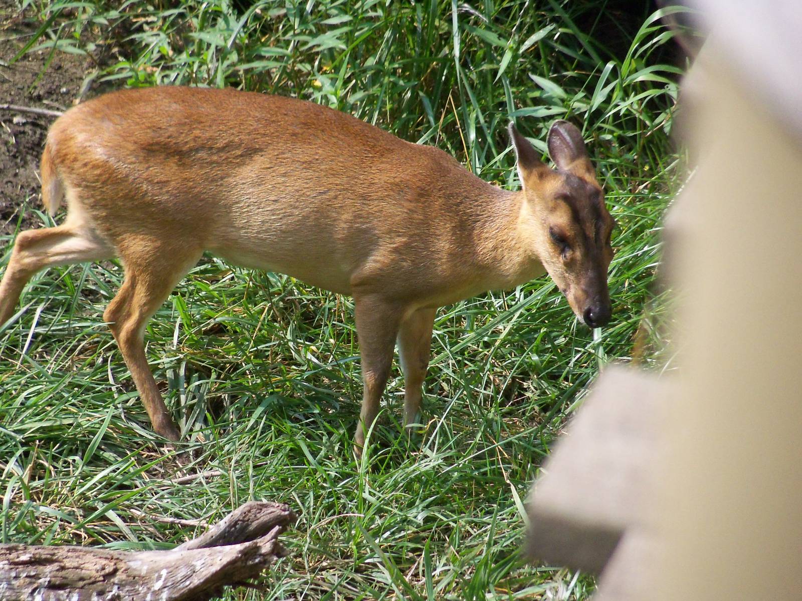Reeves' Muntjac