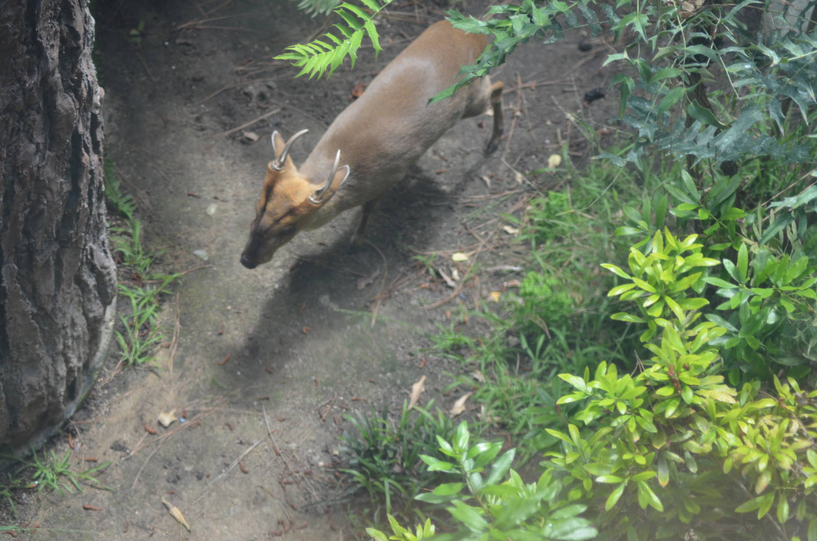 Reeves Muntjac
