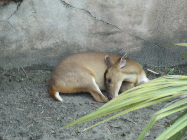 Reeve's Muntjac
