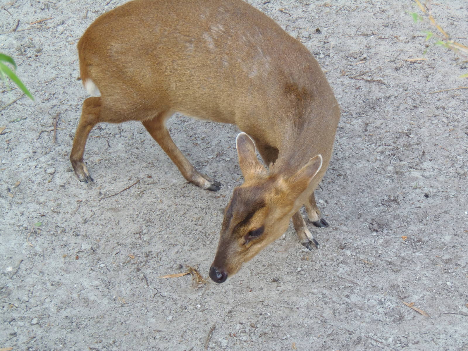 Reeve's Muntjac