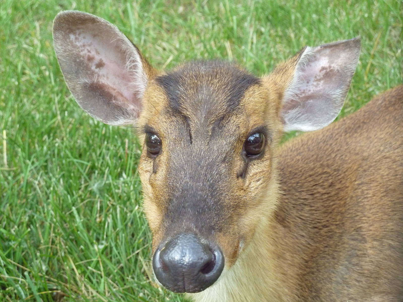 Reeve's Muntjac