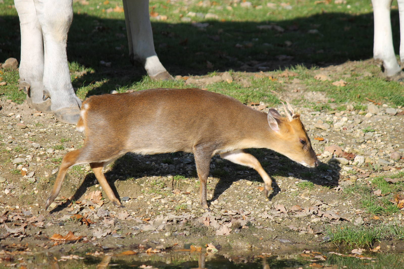 Reeve's muntjac