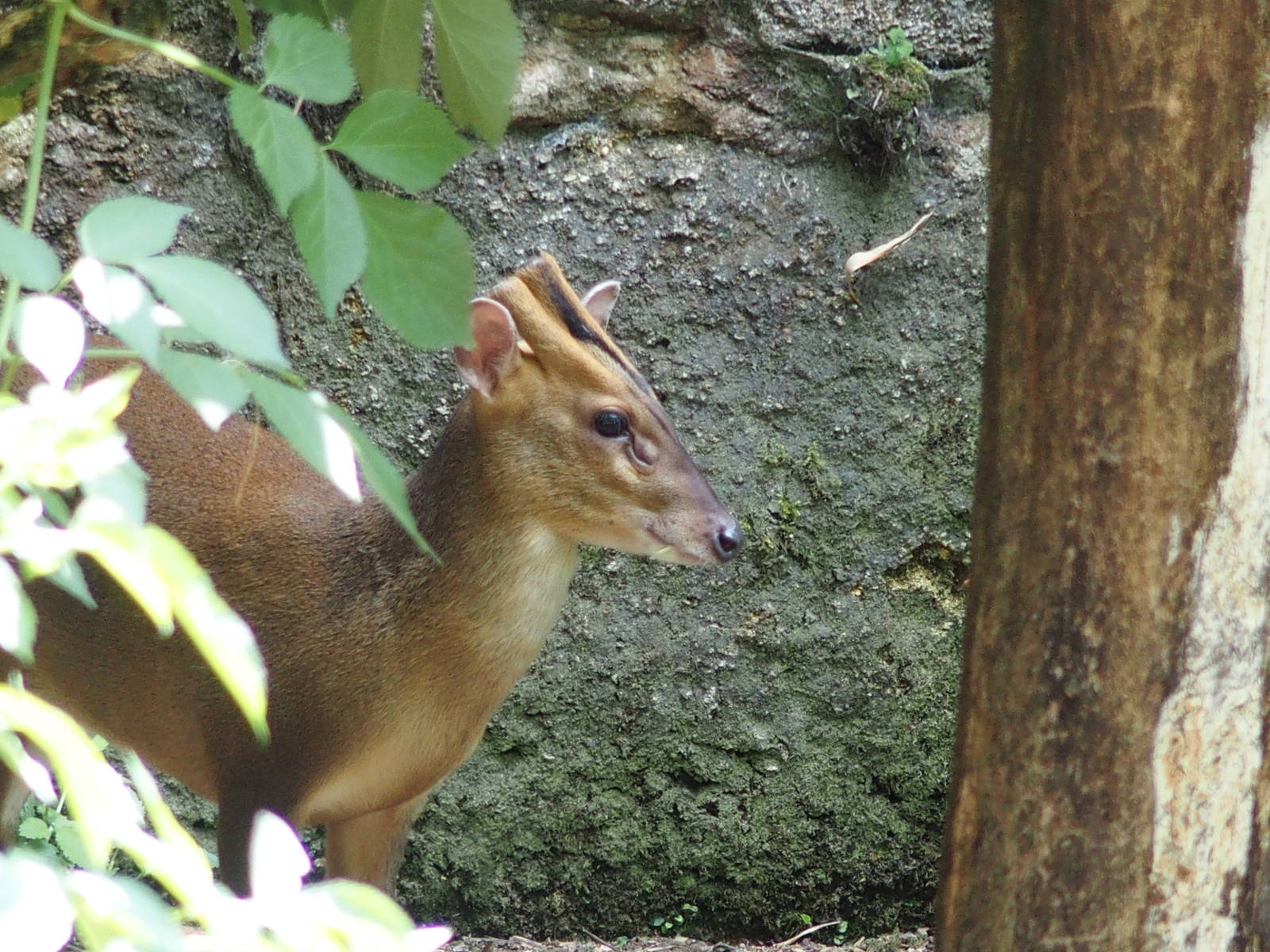 Reeves Muntjac