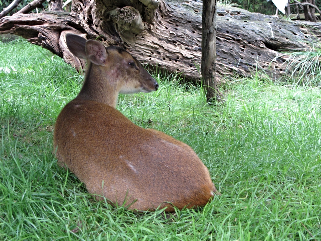 Reeve's Muntjac