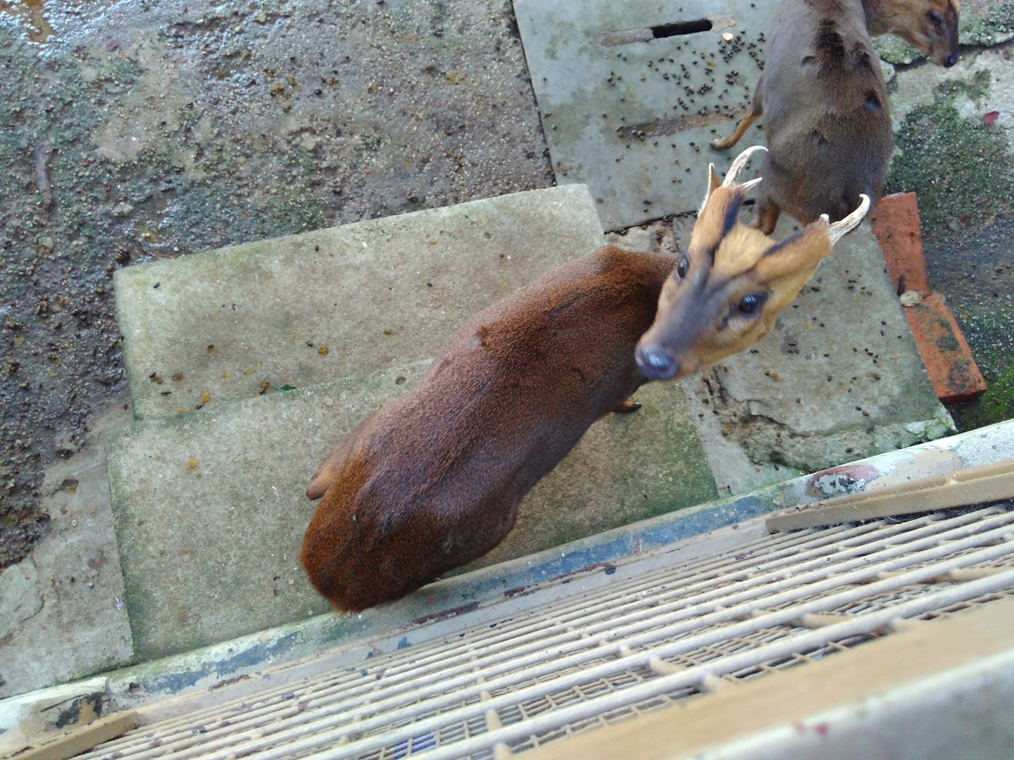 Reeve's muntjac