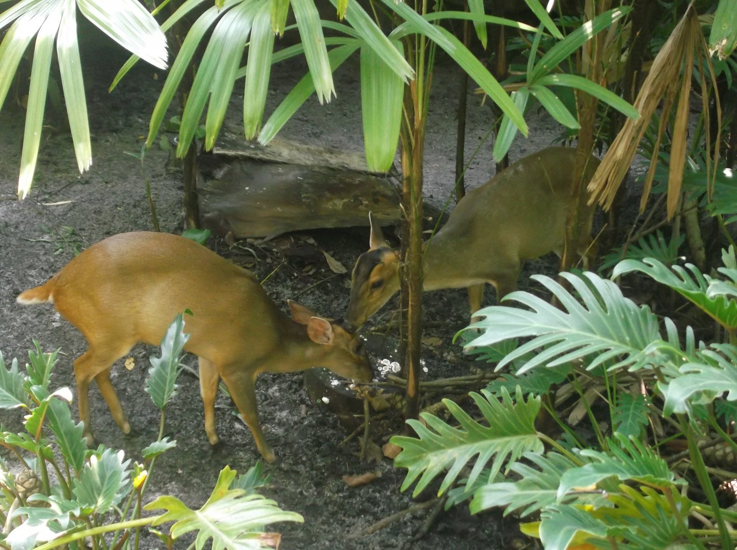 Reeve's Muntjac