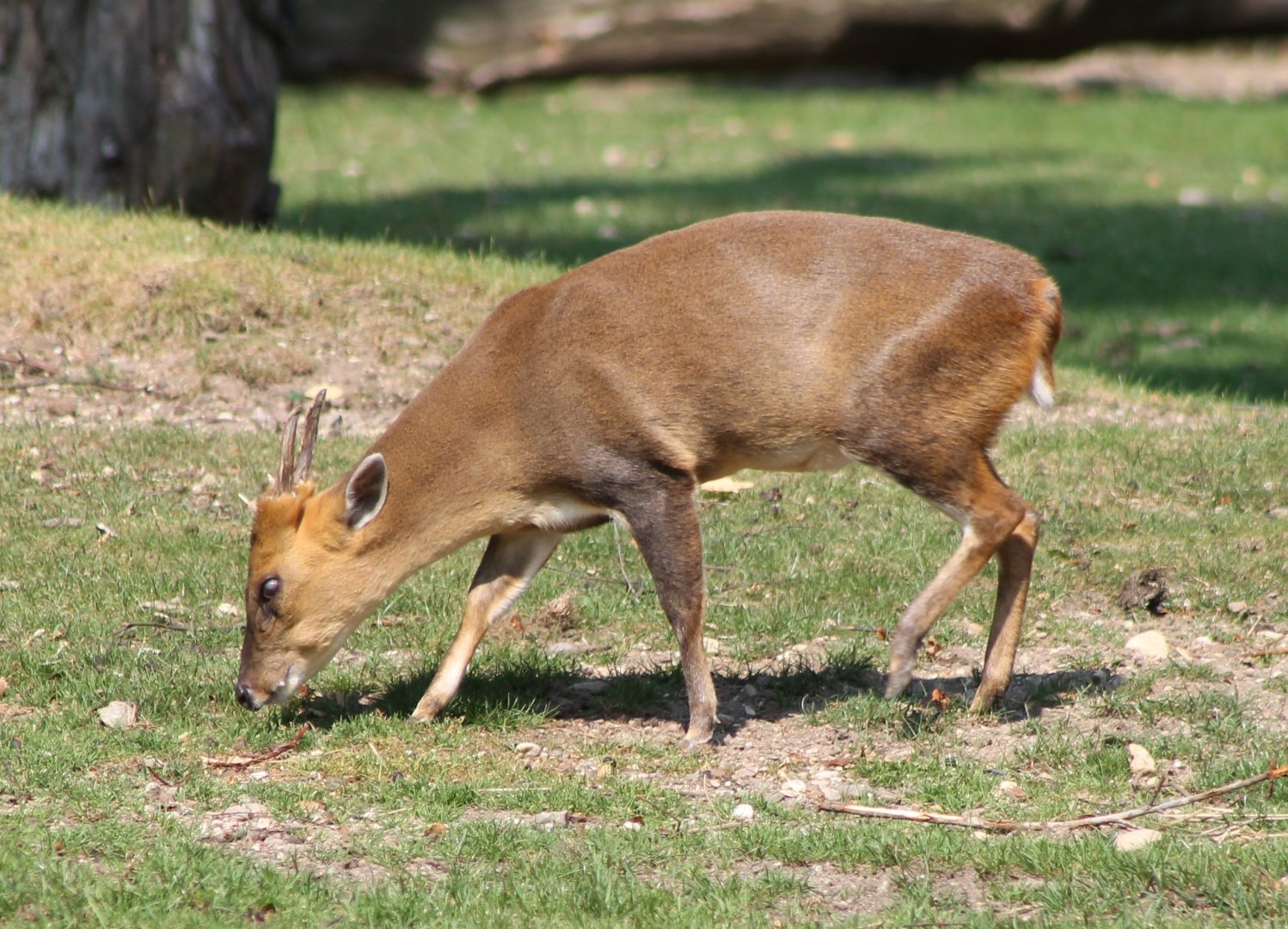 Reeves muntjac