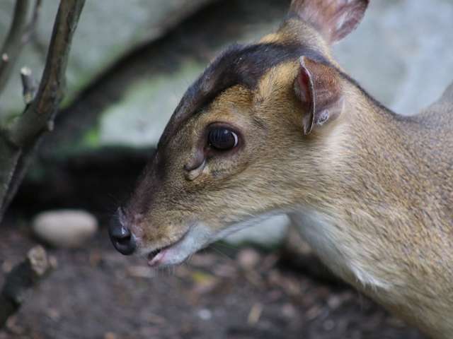 Reeves' Muntjac