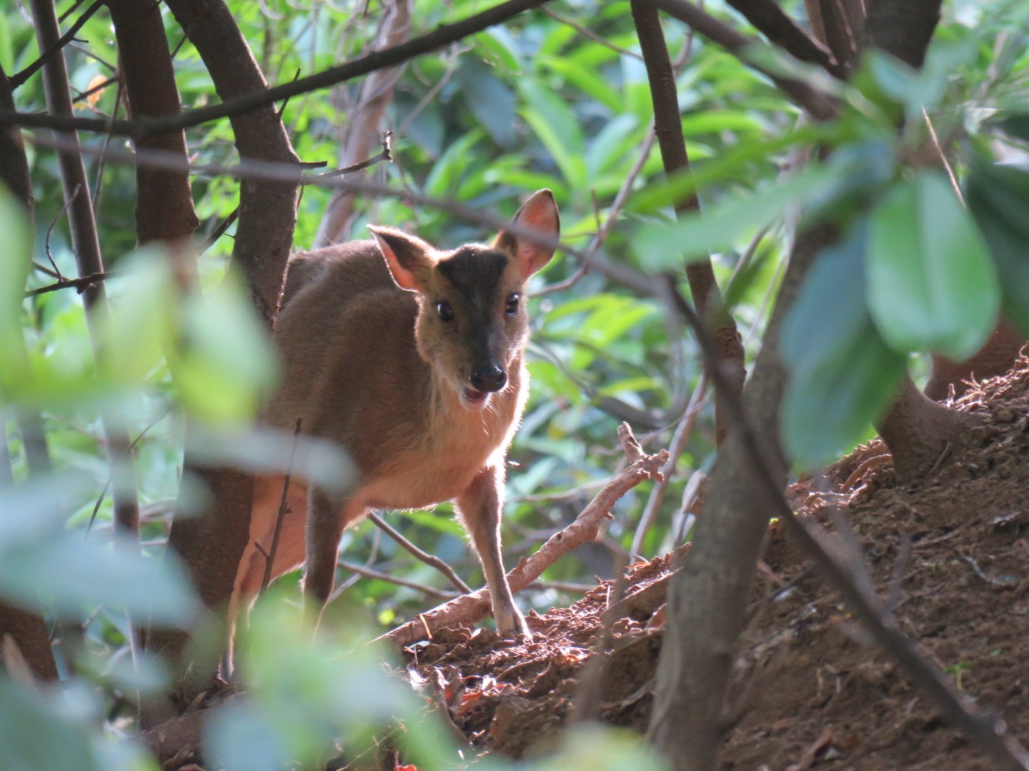Reeve's muntjac