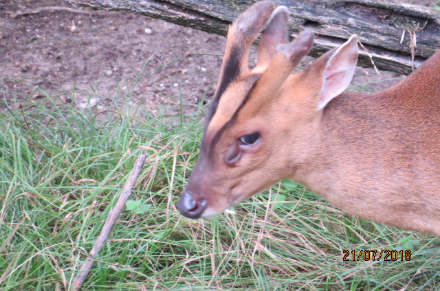 Reeve's Muntjac