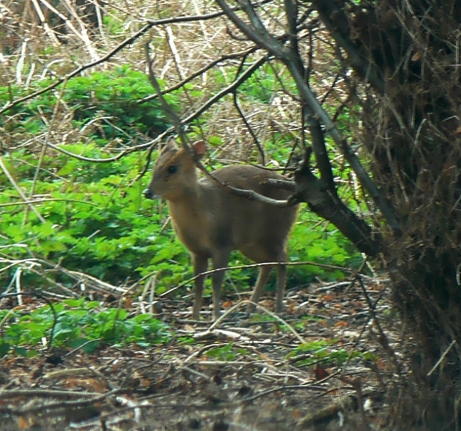 Reeve's Muntjac