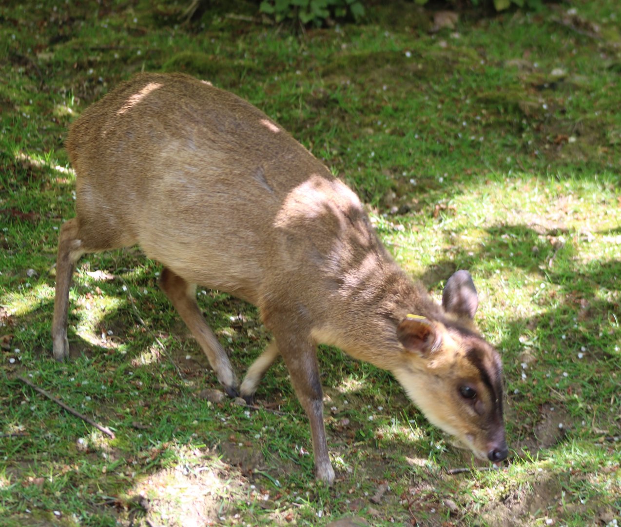 Reeve's muntjac