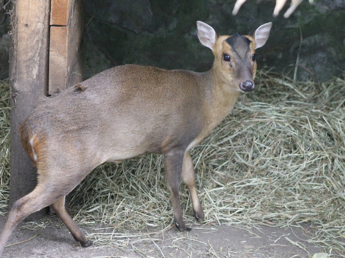 Reeve's muntjac