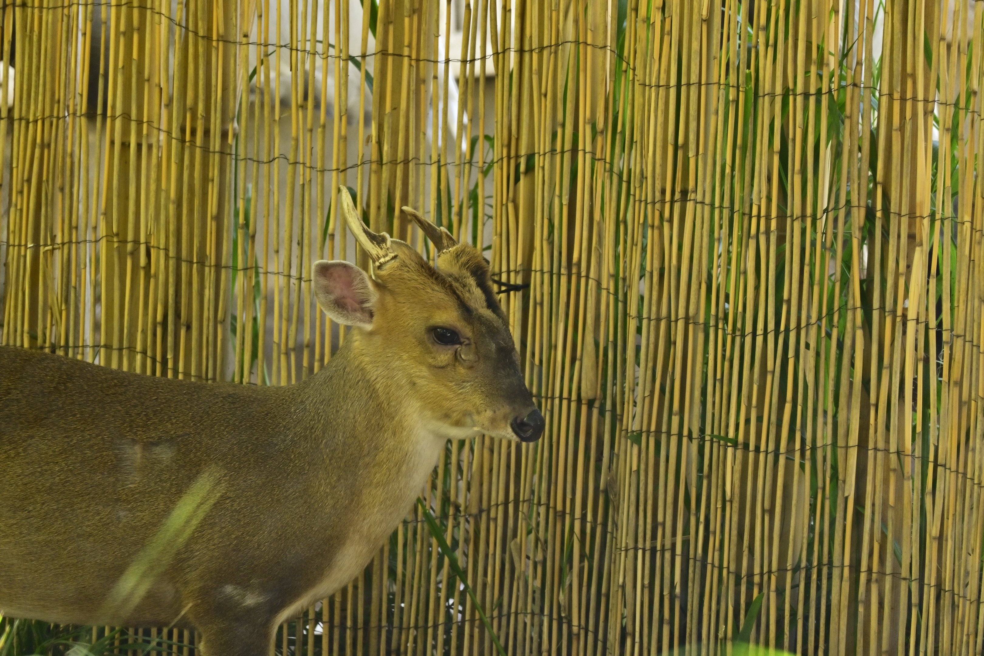 Reeve’s Muntjac