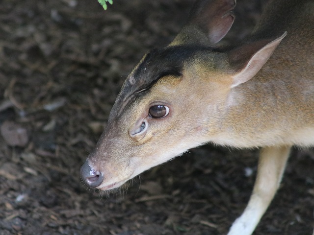 Reeves' Muntjac