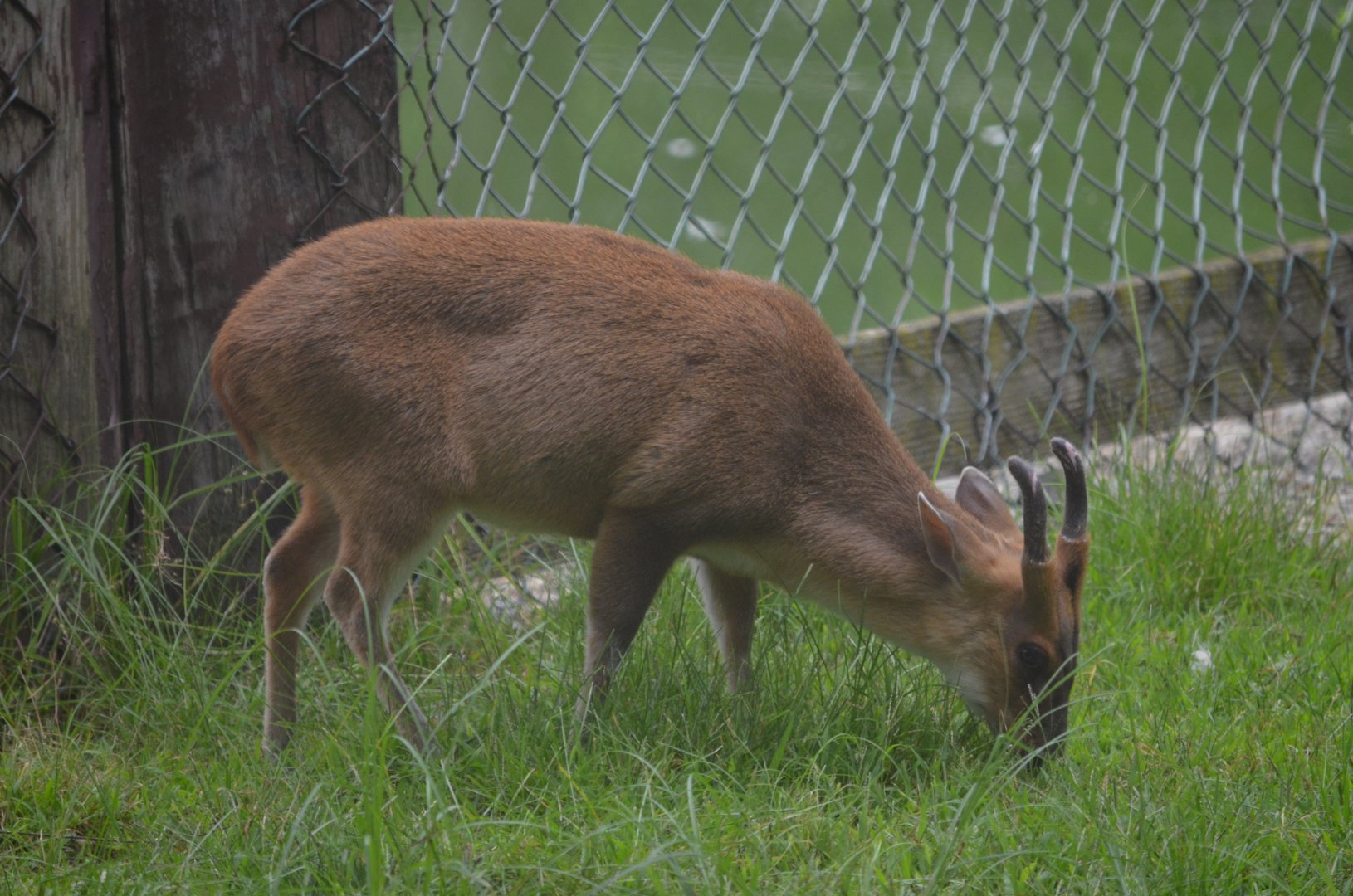 Reeve's Muntjac
