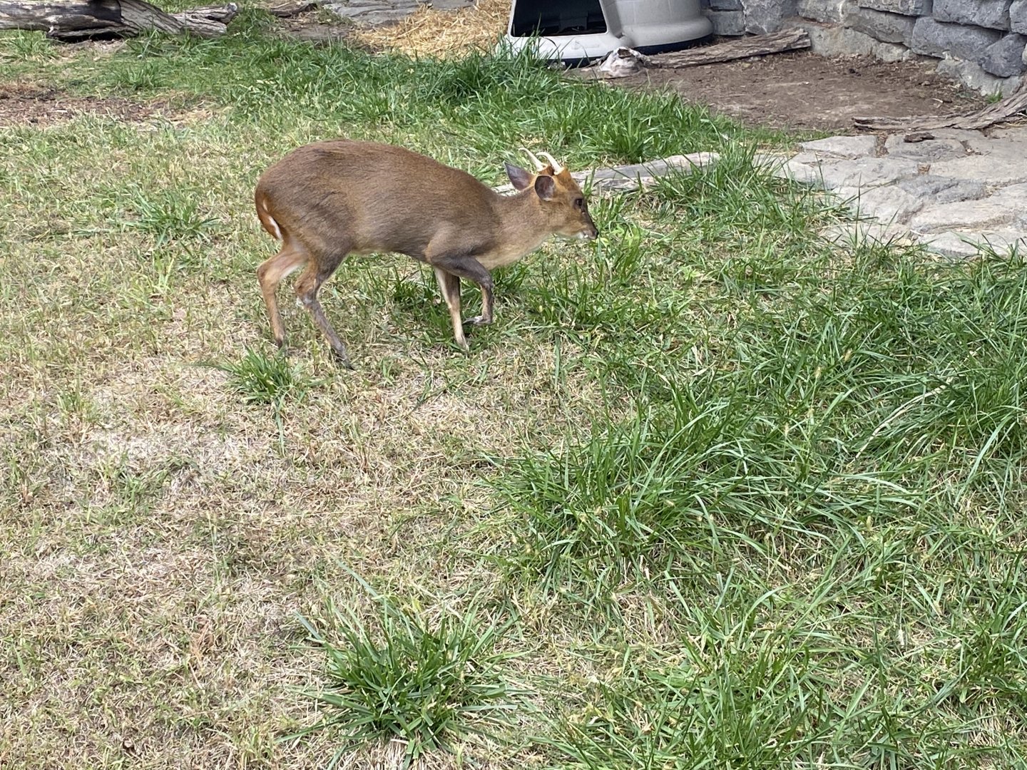 Reeve’s Muntjac